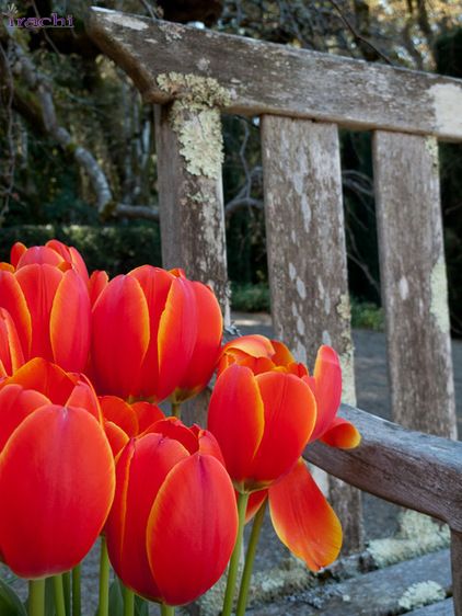 رنگ قرمز در دکوراسیون