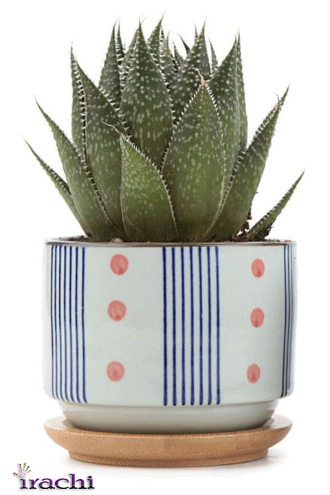 رنگ دیوار ها